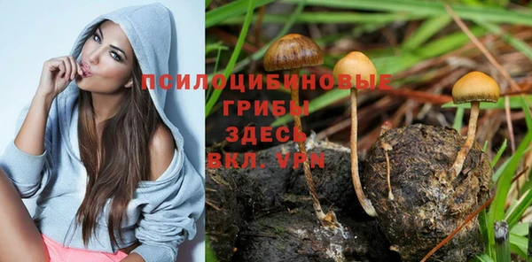 стаф Алексин