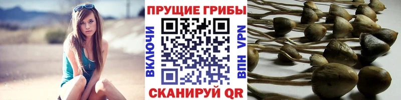 Галлюциногенные грибы GOLDEN TEACHER Купить где Королёв